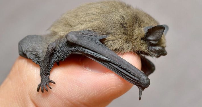 Bats Are Small