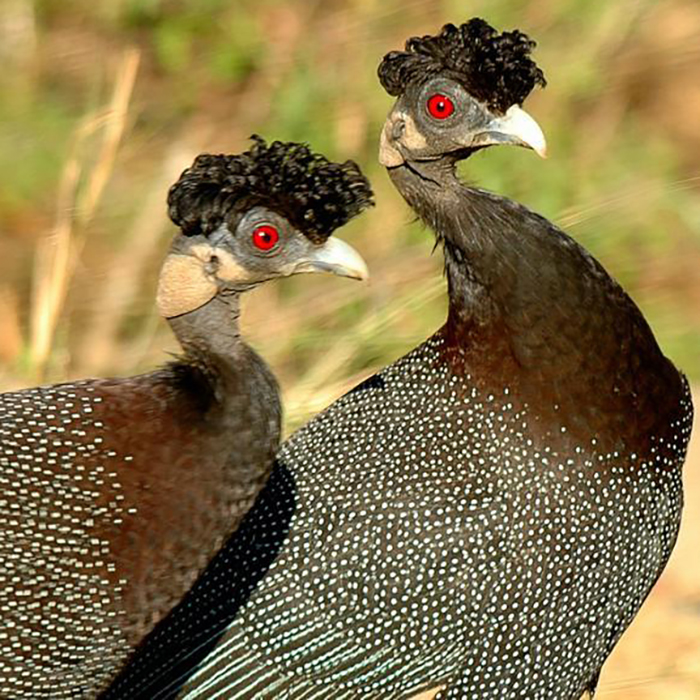 Guinea Fowl - Hotline for Wildlife