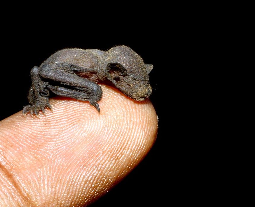 Newborn Bat