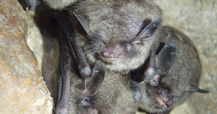 Bats Sleeping Upside Down