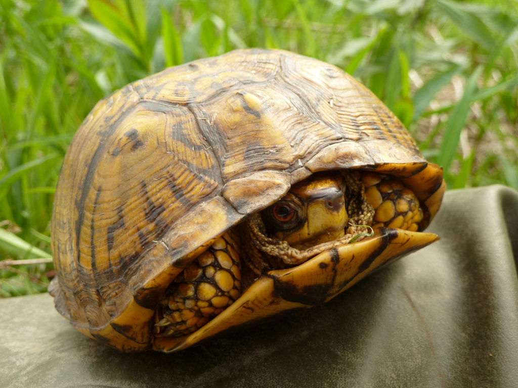 Eastern Box Turtle Hotline for Wildlife