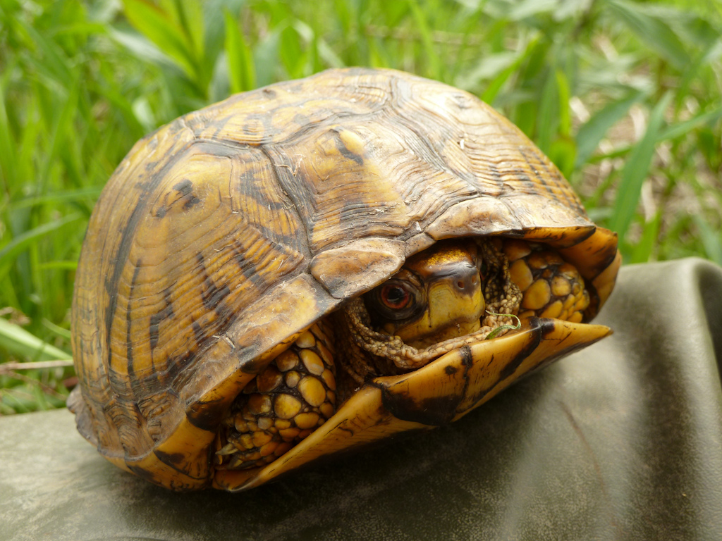 All about box turtles - Welcome Wildlife