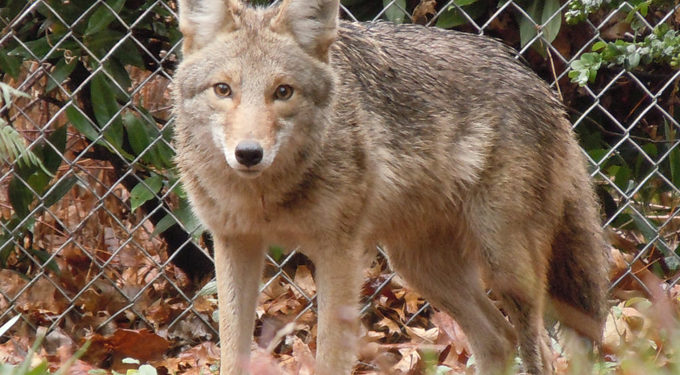 Coyote - How to Live With Coyotes - DesertUSA
