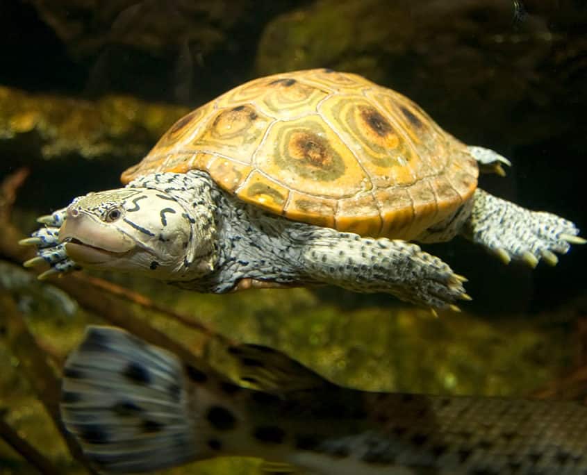 Northern Diamondback Terrapins | Hotline for Wildlife, Terrapin Rescue MA