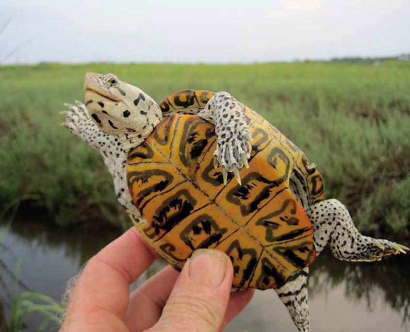 Northern Diamondback Terrapins | Hotline for Wildlife, Terrapin Rescue MA