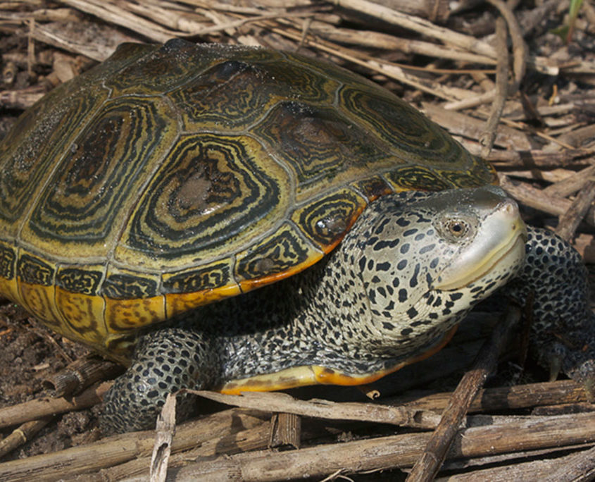 Northern Diamondback Terrapins | Hotline for Wildlife, Terrapin Rescue MA