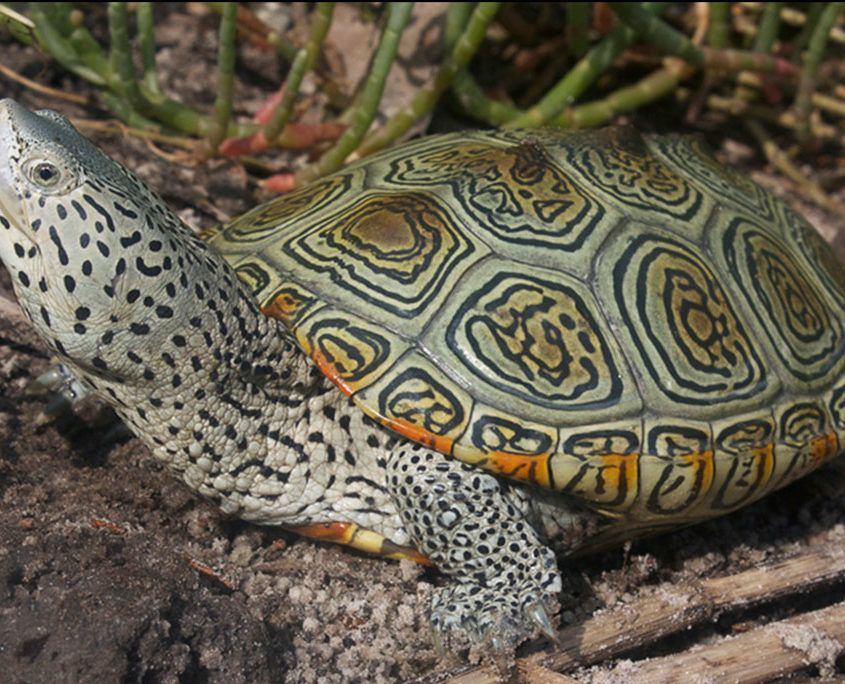 Northern Diamondback Terrapins | Hotline for Wildlife, Terrapin Rescue MA