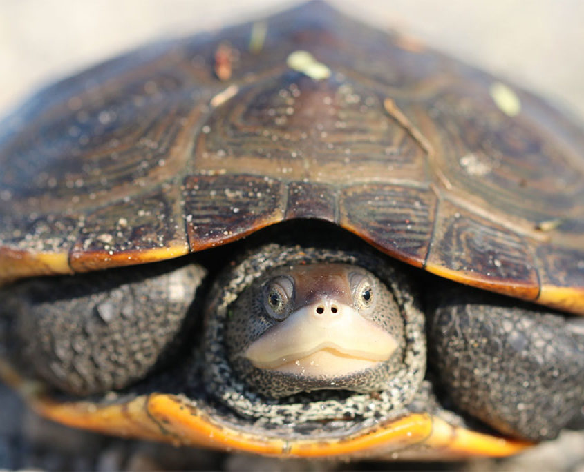 Northern Diamondback Terrapins | Hotline for Wildlife, Terrapin Rescue MA