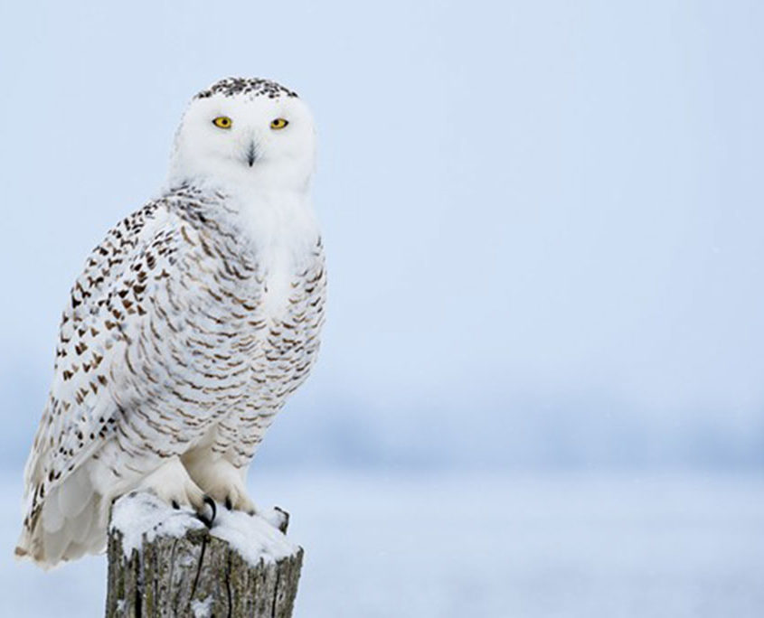 Snowy Owls | Wildlife Rescue Cape Cod | Snowy Owl Rescue